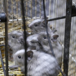 「母サンド、父ブルーの間に６匹の子供が産まれました。」サムネイル2