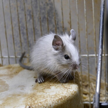 2月５日に６匹生まれました。