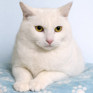 純白の美猫『パール君』９カ月
