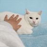 純白の美猫『パール君』９カ月  サムネイル2