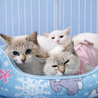 純白の美猫『パール君』９カ月  サムネイル4
