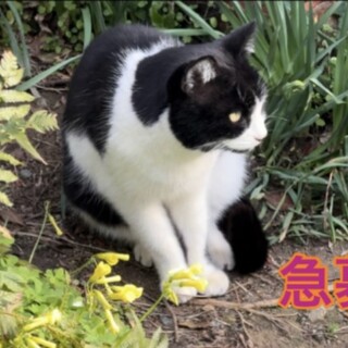 < 急募>飼育放棄された子　助けてください！