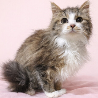 ふわふわ長毛！ぬいぐるみみたい『わたげ』３カ月半