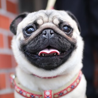 パグちゃん、里親見つかりました！