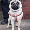 パグちゃん、里親見つかりました！ サムネイル3