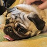パグちゃん、里親見つかりました！ サムネイル4