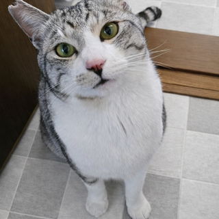 サバトラ男の子