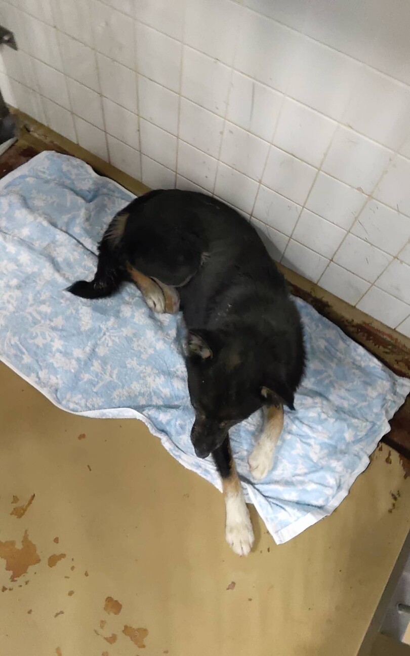 殺処分対象❗️収容期限3/23迄❗️延長なし サムネイル2