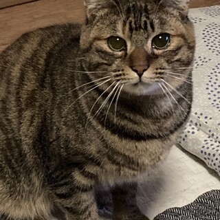 丸顔麦わら☆さきちゃん♪