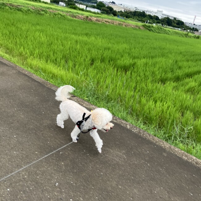 ちゅわてぃらぶたんのカバー写真