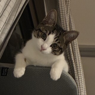 キジトラの女の子です（生後約半年）