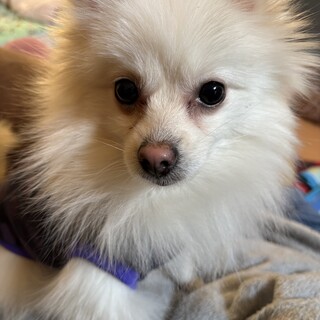 明るく天真爛漫な白ポメ　みずき