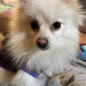 明るく天真爛漫な白ポメ　みずき