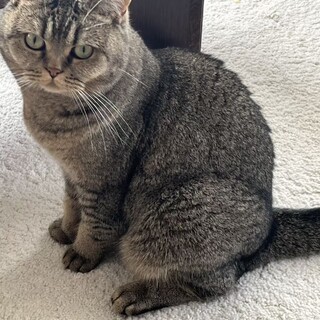 甘えたブリティッシュ