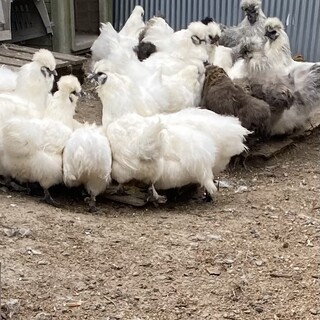 烏骨鶏と米国シルキーの雄雌セット。卵も産んでいます