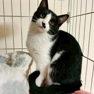 人はまだ怖いけど 遊ぶの大好き！ハチワレのそうくん