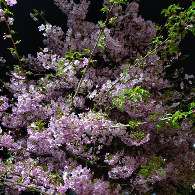 ジャワスパ郎のカバー写真