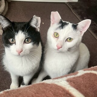 ビビりだけど甘えん坊なオスメス兄妹❤️