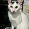 ビビりだけど甘えん坊なオスメス兄妹❤️ サムネイル2