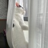 ビビりだけど甘えん坊なオスメス兄妹❤️ サムネイル4