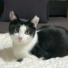ビビりだけど甘えん坊なオスメス兄妹❤️ サムネイル5