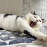 おとなしくてとっても甘えん坊❤️ サムネイル2