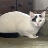 ビビりだけど好奇心旺盛な甘えん坊❤️ サムネイル3