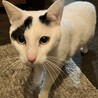 ビビりだけど好奇心旺盛な甘えん坊❤️ サムネイル4