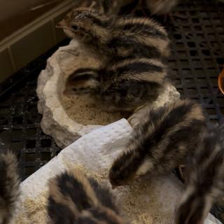 うずらの雛１羽〜８羽