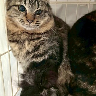 まだ人が怖いですがゆっくり成長中♡サバンサちゃん