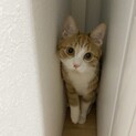 里親募集しています
