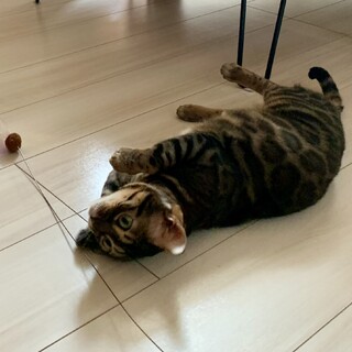 おとなしめのベンガルの女の子