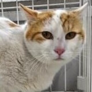元飼い猫でも処分対象　収容期限3月23日迄