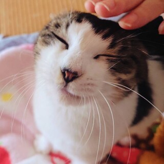  ふわふわ可愛い甘えん坊キジ三毛きいちゃん