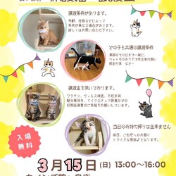 秘密結社ねこのひげ♡保護猫譲渡会
