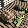 まつたけん
