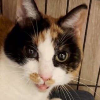 ジャパニーズボブテイル風♥オッドアイ三毛の璃来