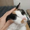 ジャパニーズボブテイル風♥オッドアイ三毛の璃来 サムネイル3