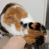 ジャパニーズボブテイル風♥オッドアイ三毛の璃来 サムネイル4