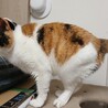 ジャパニーズボブテイル風♥オッドアイ三毛の璃来 サムネイル2