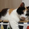 ジャパニーズボブテイル風♥オッドアイ三毛の璃来 サムネイル5
