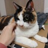 ジャパニーズボブテイル風♥オッドアイ三毛の璃来 サムネイル6