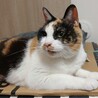 ジャパニーズボブテイル風♥オッドアイ三毛の璃来 サムネイル7