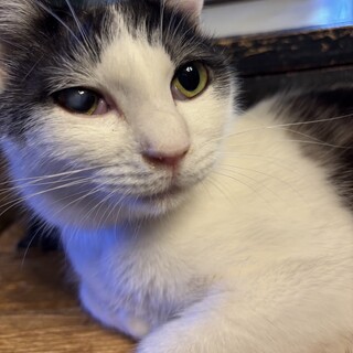 やんちゃで甘えん坊♪グレー白☆ミルクちゃん