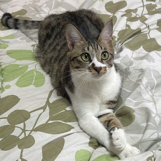 元気なキジ白の女の子☆　さち