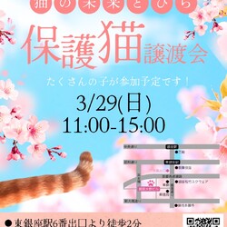 ★猫の未来とびら譲渡会★東銀座徒歩2分★東劇隣