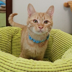 ★猫の未来とびら譲渡会★東銀座徒歩2分★東劇隣 サムネイル3