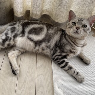 血統書付き☆人懐っこいアメリカンショートヘア