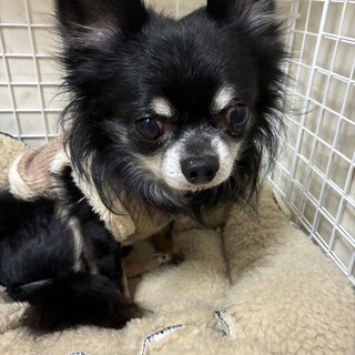 人懐っこいチワワ