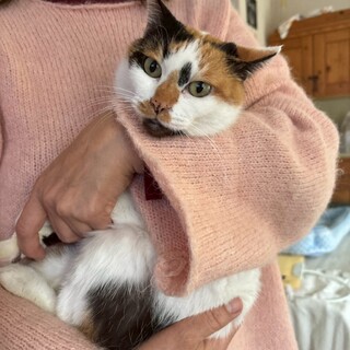 小柄で甘えん坊な三毛猫オヨヨ❤️